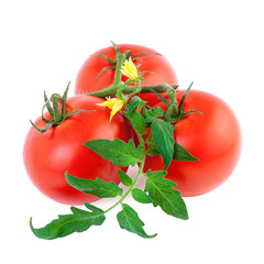 Canvas Print - organic tomato