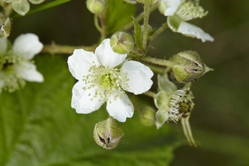 Wilde Brombeere - Blüten