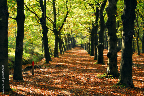 Foto-Schiebegardine mit Schienensystem - Natuur in de herfst (von trinetuzun)