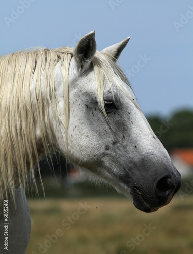 Profil De Cheval Blanc Stock Photo Adobe Stock Profil De Cheval Blanc Stock Photo Adobe Stock