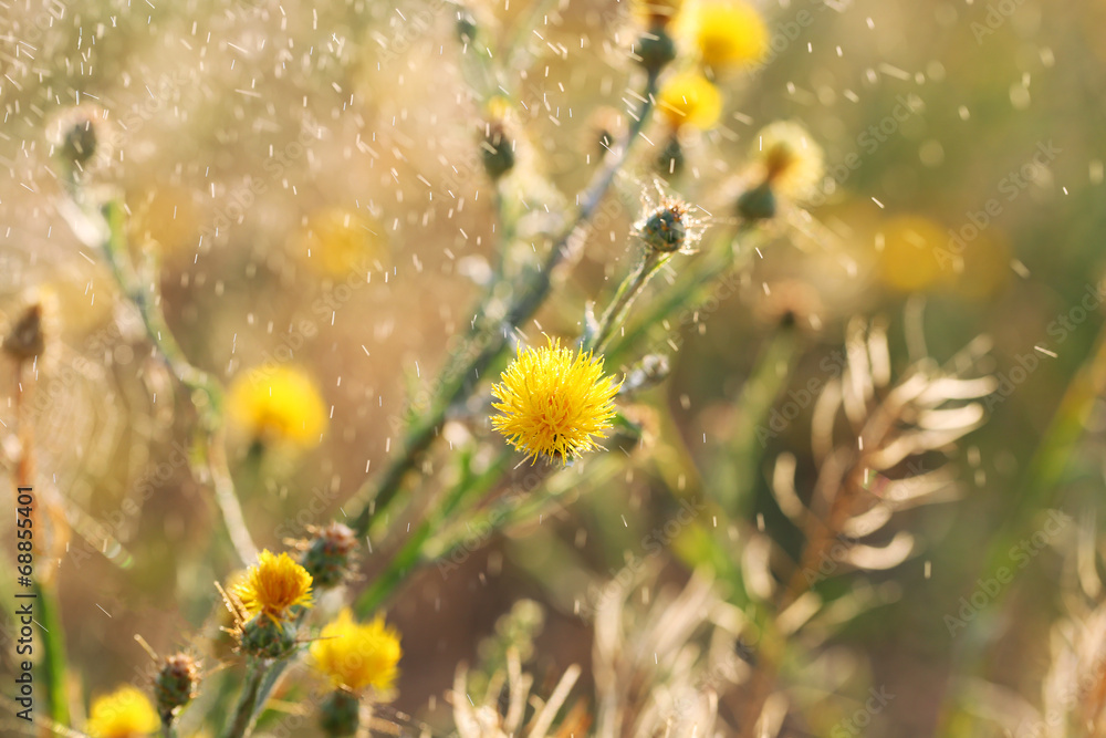 Beautiful wild flowers in field