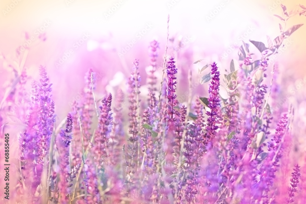 Beautiful purple flower in meadow - wild beaty - obrazy, fototapety, plakaty 