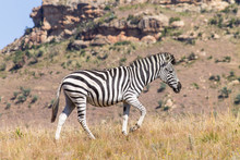 Zebra In The Veld