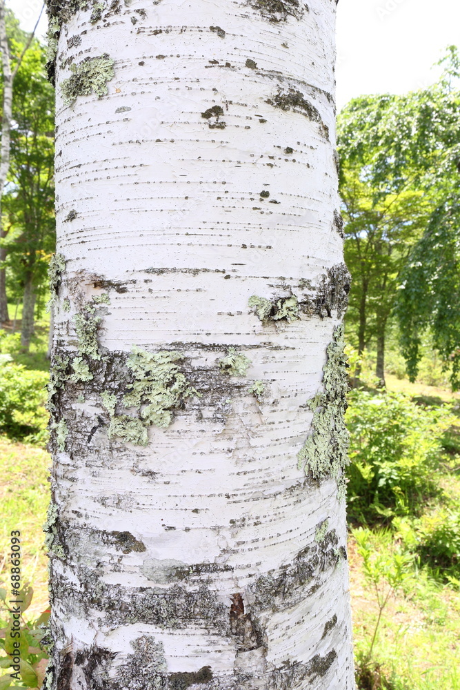 白樺の幹 Stock Photo | Adobe Stock
