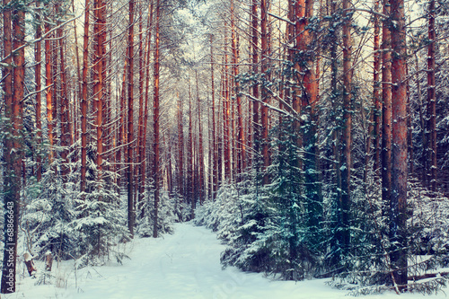 Foto-Schiebegardine ohne Schienensystem - pine forest, winter, snow (von kichigin19)