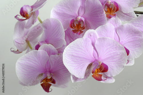 Obraz na płótnie canvas dwuczęściowy "dyptyk" Orchidea