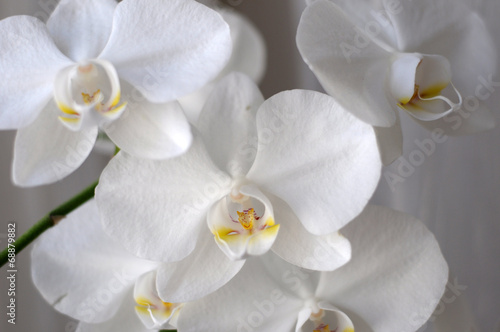 Obraz na płótnie canvas Orchidea