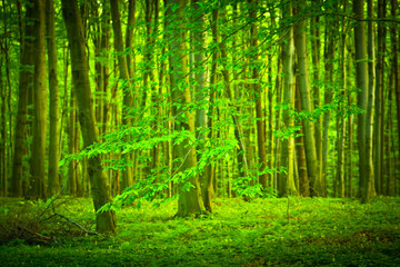  Mysterious dark forest near Rzeszow, Poland