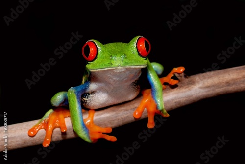 Board z aluminiowym obramowaniem Red-eyed Tree Frog