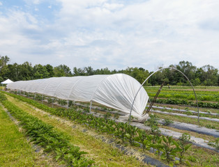 Wall Mural - Organic Farm