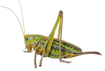 Wall Mural - Grasshopper 28