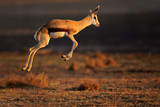 Springbok antelope jumping