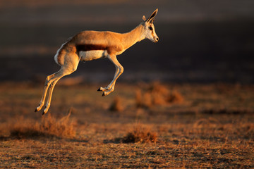 Poster - Springbok antelope jumping