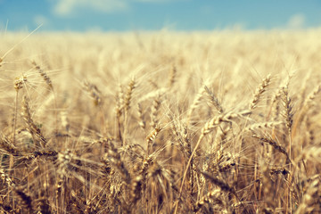 wheat field and sunny day