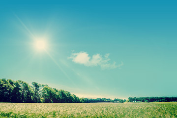 Canvas Print - Countryside field with sunshine