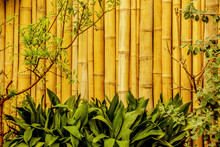 Bamboo Fence In Asian Garden
