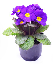 Beautiful Purple Primrose In A Flowerpot Isolated On White