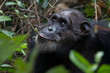 Chimpanzee feeding on vines