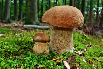 Two mushroom boletus