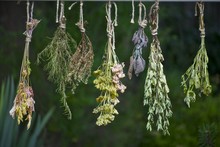 Set Of Herbs Hanging And Drying
