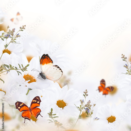 Naklejka na szafę Spring bouquet of daisies and butterfly, floral background