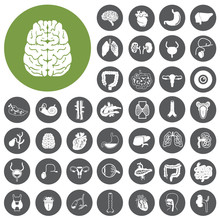 Human Organs Flat Design Icons Set. Illustration Eps10