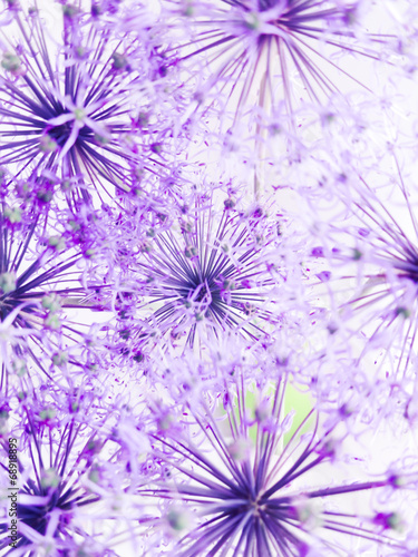 Naklejki czosnek  fioletowe-kwiaty-czosnku