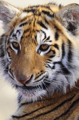 Wall Mural - Closeup Portrait shot of a Bengal Tiger