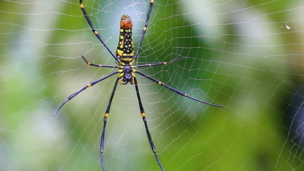 beautiful big spider on web
