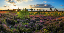 Summer Panorama Landscape Over Meadow Of Purple Heather During S