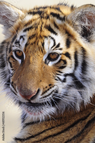 Tapeta ścienna Zbliżenie portret strzał tygrysa bengalskiego
