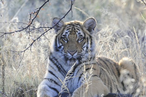Tapeta ścienna Portret strzał młodego tygrysa cub