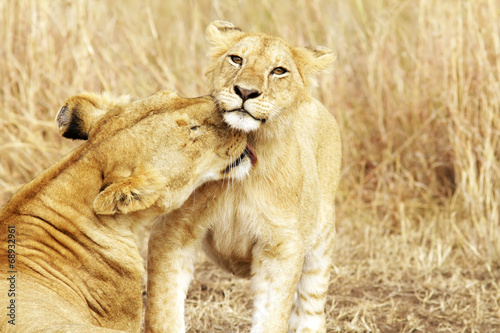 Naklejka samoprzylepna Lwiątko i matka na masai mara w Afryce