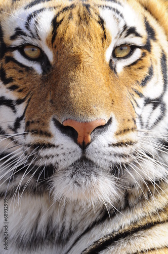 Tapeta ścienna Zbliżenie portret strzał tygrysa bengalskiego