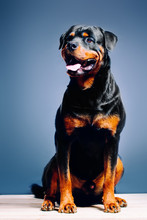 Portrait Of A Dog. Rottweiler . Studio Shot On Dark Background
