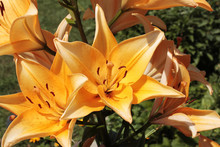 Yellow Lilies In Bright Sun Rays
