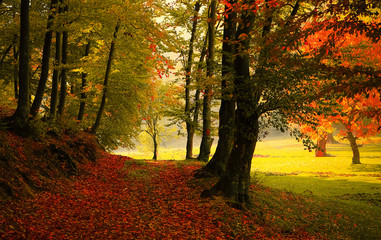 Naklejka las droga jesień kolor światło