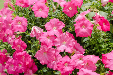 Wall Mural - Petunia or Petunia Hybrida Vilm