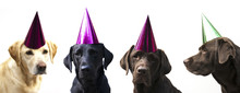 Dogs In Party Hats