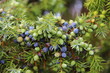 Wacholder Wacholderbeeren (Juniper berries)