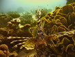 Sea life - lionfish