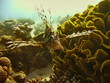 Sea life - lionfish