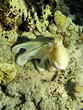 Sea life - octopus