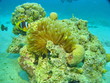 Sea life - coral and fish