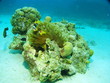 Sea life - coral and fish