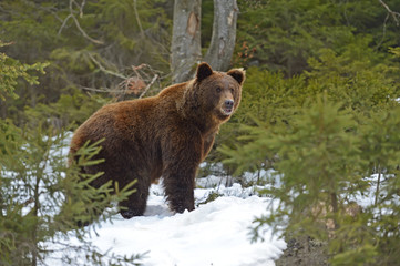 Wall Mural - Brown bear in the woods in winter