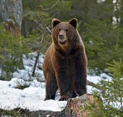 Wall Mural - brown bear in the woods in winter