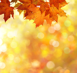 autumn leaves