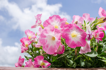 Wall Mural - Petunia or Petunia Hybrida Vilm