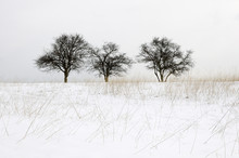 Three Trees In Snow